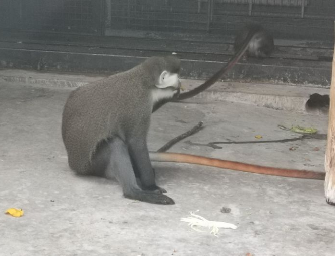 动物园常见的红尾长尾猴,基本信息了解一下吧! 动物园常见的红尾长尾猴,基本信息了解一下吧!