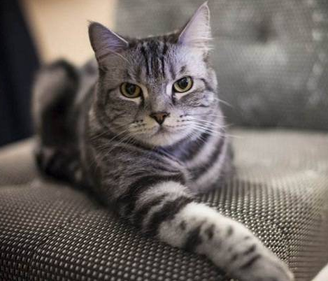 猫能打哪些疫苗