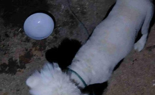 狗狗漂泊街边被过路人拾回,未曾想隔壁邻居隔天一看争着养,网友:别给