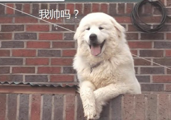 狗狗趴在围墙旁边等主人,它的笑容吸引住许多 过路人来照相,好治愈!