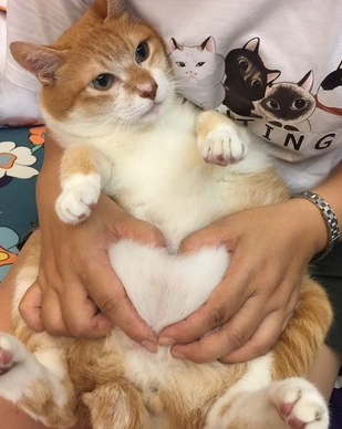 用巧克力盒收集猫毛 她从高二放到大四 变成超巨大黄金砖块 用巧克力盒收集猫毛 她从高二放到大四 变成超巨大黄金砖块