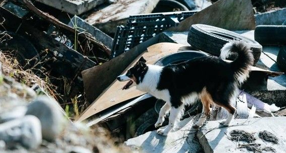 搜救犬瓦砾堆搜救5分钟完成 曾遭弃养收容所 搜救犬瓦砾堆搜救5分钟完成 曾遭弃养收容所