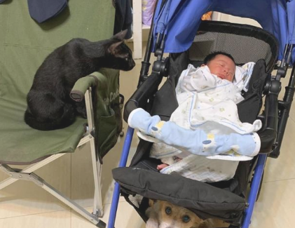 4狗2猫成宝宝忠诚小分队,父亲换婴儿尿布都被强悍看热闹,简直压力很大 4狗2猫成宝宝忠诚小分队,父亲换婴儿尿布都被强悍看热闹,简直压力很大