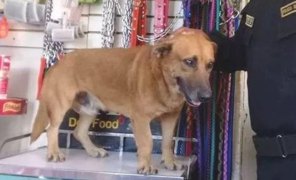 流浪犬被收归成为“警犬”，见到它工作中的样子，大伙儿都高兴坏了