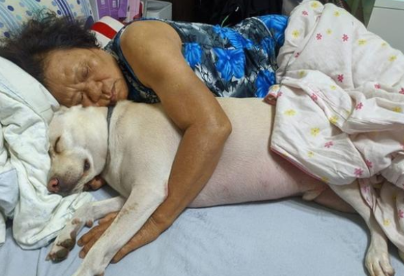4岁狗成“助眠神器”，阿婆和女生常抱着取暖睡觉