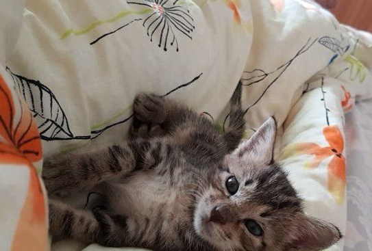 虎斑猫整只爬到爸爸头上 塞乃理毛景象超可爱