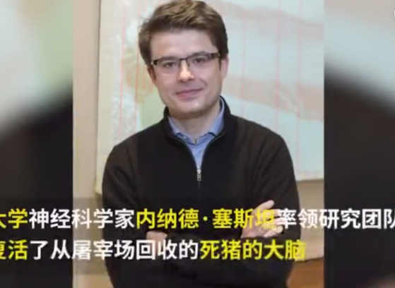 科学家成功复活死亡猪脑 “存活”长达36小时
