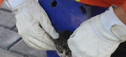 小猫咪头被卡住痛得喵喵叫 消防员急锯篮球架救援