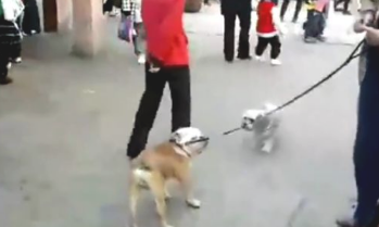 男主人不给狗狗买肉串,过路人都看不顺眼他了! 男主人不给狗狗买肉串,过路人都看不顺眼他了!