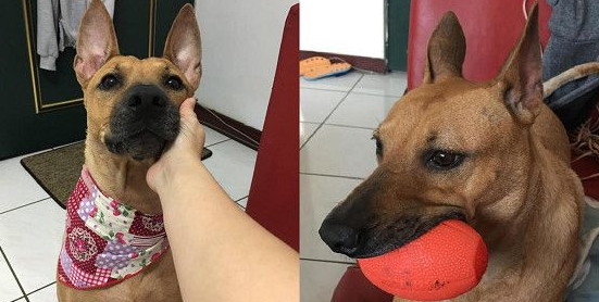 见爱犬豪迈睡姿躺在沙发 忍不住直呼想回家一起躺! 见爱犬豪迈睡姿躺在沙发 忍不住直呼想回家一起躺!