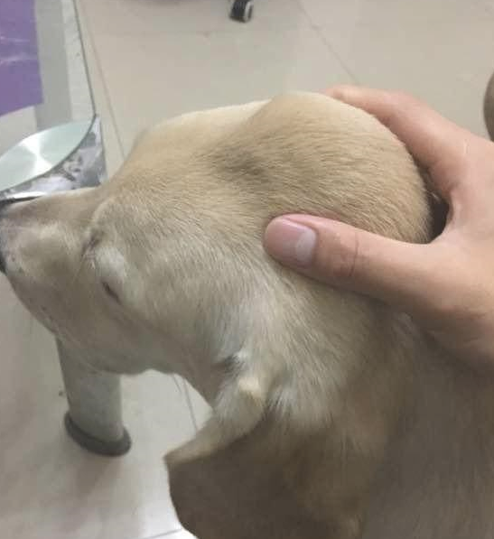 男子触到狗狗头顶长起包，本认为长瘤，听见查验状况后烦透了