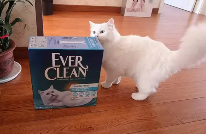 everclean猫砂怎么样