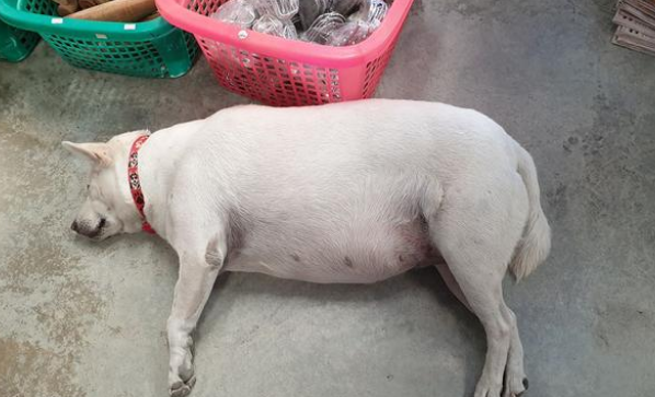 农村大爷收养的田园犬,从不吃狗粮,竟胖成一只猪 农村大爷收养的田园犬,从不吃狗粮,竟胖成一只猪