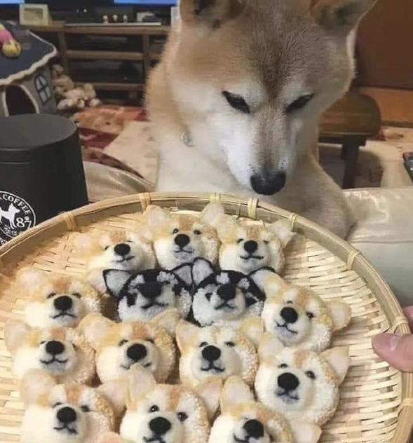 网友干了和柴犬造型一样的点心,它都猜疑狗生了:全是我的崽吗?