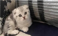 真假折耳猫怎么分辨