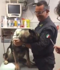打针果然是毛孩的恶梦 凶勐印象的警犬也怕怕 打针果然是毛孩的恶梦 凶勐印象的警犬也怕怕