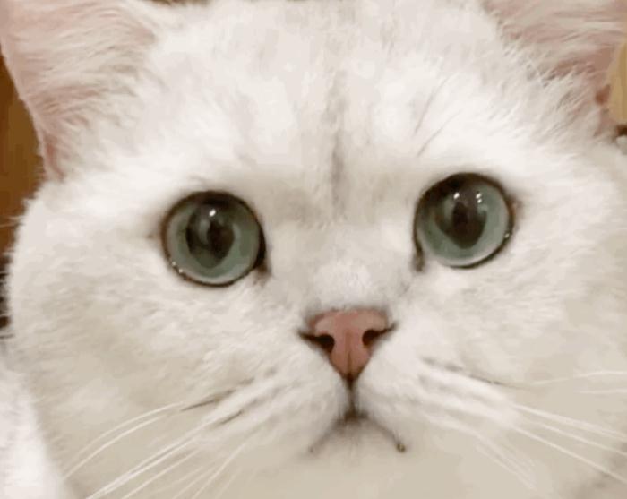 猫咪吐白色粘稠的东西是什么原因