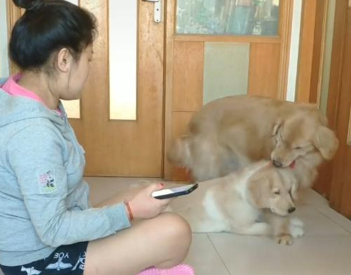 当狗狗,应对自身的幼崽,跟主人时,它会更爱谁? 当狗狗,应对自身的幼崽,跟主人时,它会更爱谁?