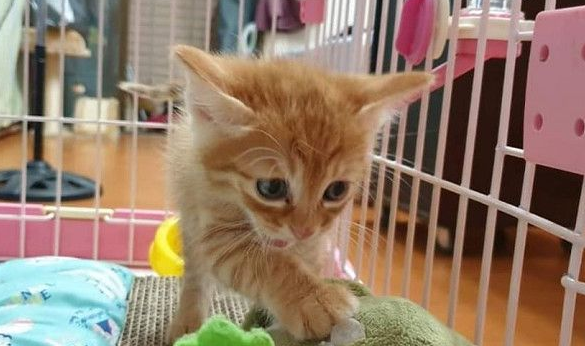 霸王猫在家爆气顶嘴 外出躲进外套折手手泛泪 霸王猫在家爆气顶嘴 外出躲进外套折手手泛泪