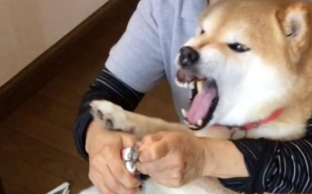 柴犬剪指甲全程狂叫,主人家看透后爱理不理,狗界金马影帝激情片段过重 柴犬剪指甲全程狂叫,主人家看透后爱理不理,狗界金马影帝激情片段过重
