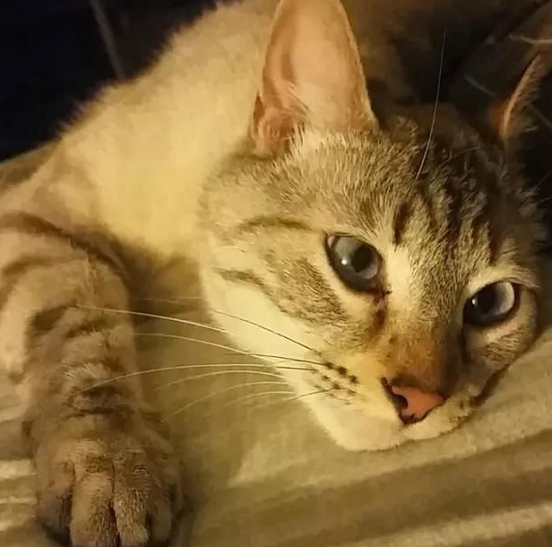宠物猫咪也做美甲 令人羡慕的待遇