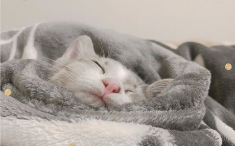 玩球投入得整只猫翻肚 躺下不到3秒钟瞬间关机