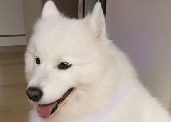 给萨摩耶买来个发亮项圈，可戴上的实际效果却跟想像的有所不同！