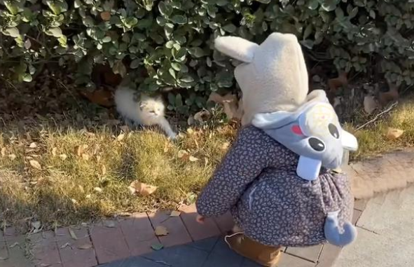 名贵布偶猫遭弃养,腿上还绑着留置针,它努力求生的样子让人心疼 名贵布偶猫遭弃养,腿上还绑着留置针,它努力求生的样子让人心疼