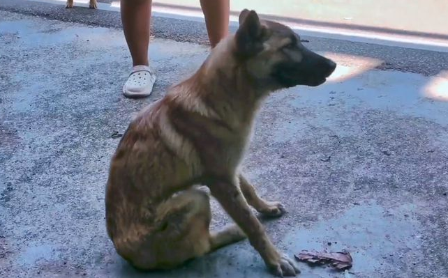 犬瘟加败血症!被抛弃的流浪狗虽遇好心人,可还是因病哀嚎着离去 犬瘟加败血症!被抛弃的流浪狗虽遇好心人,可还是因病哀嚎着离去
