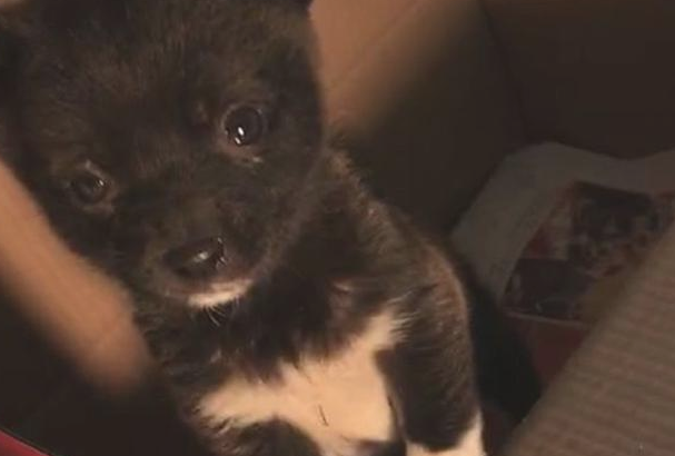 道上巧遇只流浪犬，女生见到狠不下心，回家后见到这场景她脸都黑了