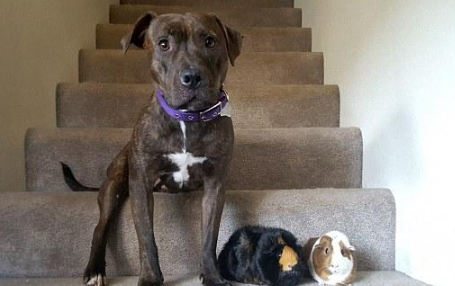 都说把比特犬和荷兰猪养在一起不安全性，但主人家還是那麼干了