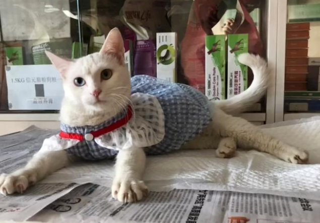 雨后瑟瑟发抖的流浪猫，把湿草堆当成家，躺在上面不愿起身