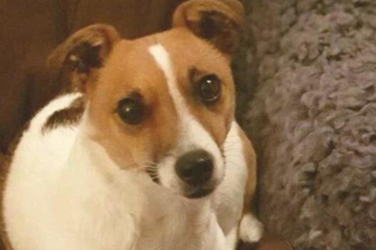 爱犬失踪 小伙瘋狂找寻 相逢时他哭得像个小朋友一样