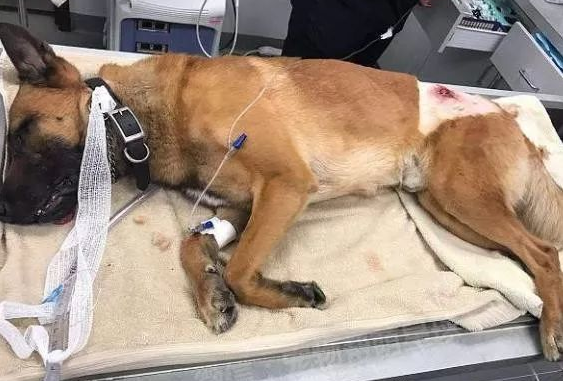 弗罗里达州警员们带上警犬参加枪战,其中一只狗狗的行为让所有人都超级感激! 弗罗里达州警员们带上警犬参加枪战,其中一只狗狗的行为让所有人都超级感激!