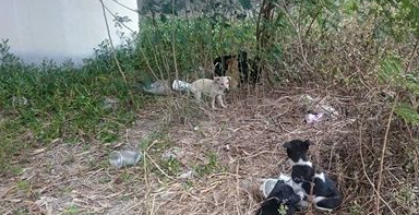 小狗疑遭人遗弃 10只小狗寒风中依偎取暖 小狗疑遭人遗弃 10只小狗寒风中依偎取暖