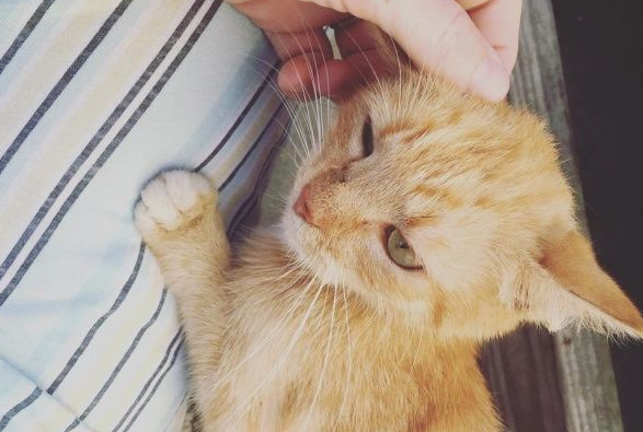超可爱喵星人 为自己挑了四岁小男孩当猫奴收编