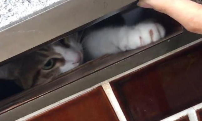 快递员留下纸条：猫咪拒收！有人觉得可爱，但有人不觉得！