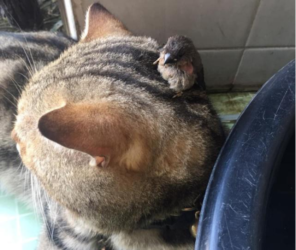 主人捡了只鸟带回家，不料竟跳到猫咪身上，随后猫咪的举动暖心了