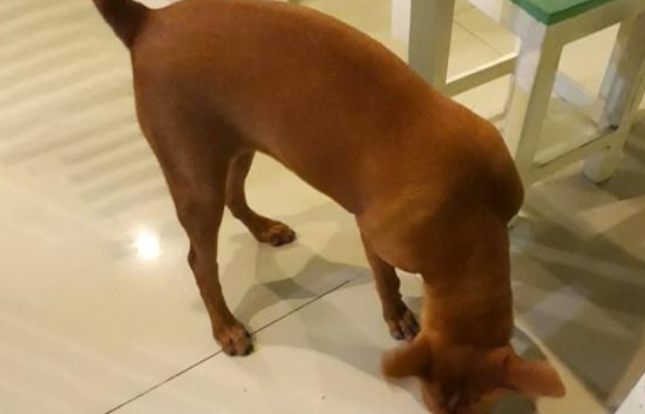 混迹在餐馆中的流浪狗，吃得比家犬还胖，只因遇到一个好老板