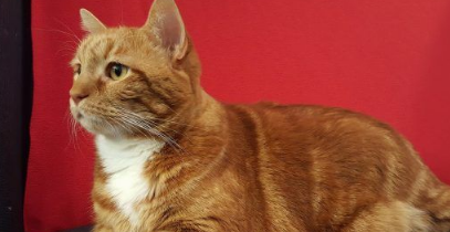 19公斤橘猫让人惊呆 因超胖身型一度声名大噪！