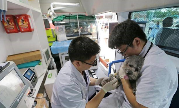 宠物救护车 只有你想不到没有他们做不到 宠物救护车 只有你想不到没有他们做不到