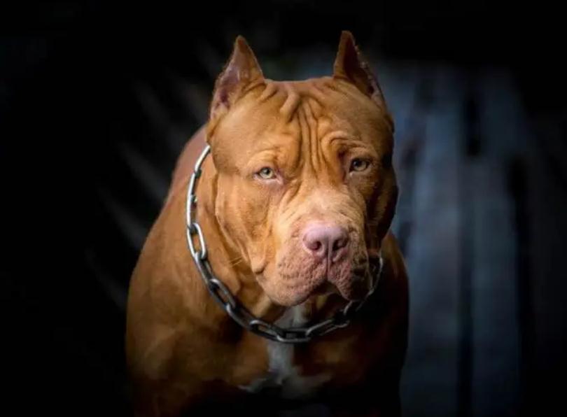 比特犬和美国斗牛犬有什么区别