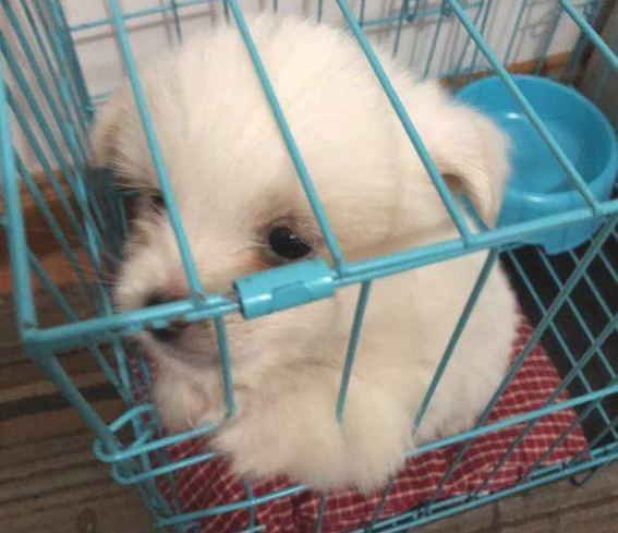 从垃圾堆里扒出去只流浪犬,女生带去宠物用品店后,老总得话令人寒心 从垃圾堆里扒出去只流浪犬,女生带去宠物用品店后,老总得话令人寒心