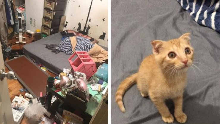 房间被猫咪炸弹炸过 凶手却一旁卖乖超萌
