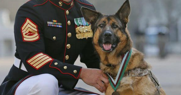 勇敢军犬协助千余人,虽悲剧丧失右腿,却被授于了最大国防纪念章! 勇敢军犬协助千余人,虽悲剧丧失右腿,却被授于了最大国防纪念章!