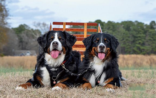 如何延长伯恩山犬的寿命?这些方法需要掌握! 如何延长伯恩山犬的寿命?这些方法需要掌握!