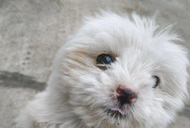 女生喂流浪犬点吃的食物后,她前脚刚进门处后脚小家伙就跟踪了家 女生喂流浪犬点吃的食物后,她前脚刚进门处后脚小家伙就跟踪了家