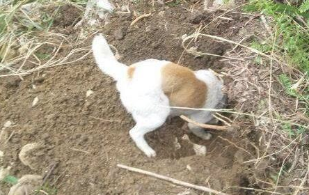 乡村土狗上山挖地洞，挖到一只小胖子家伙，让狗主人家乐得合不拢嘴
