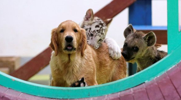 超级萌烦！不同物种动物被黄金猎犬妈妈带大