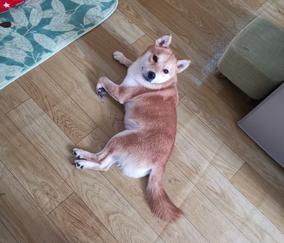 柴犬醒来发觉主人家家里，它非要闹着出来，結果把它“打包”了